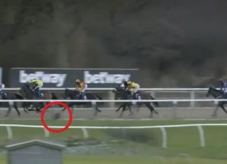 Alarm after deer runs onto track at Newcastle!