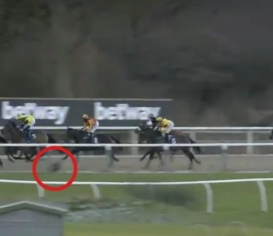 Alarm after deer runs onto track at Newcastle!