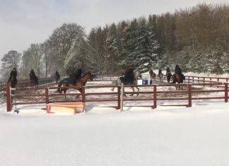 Lake View Lad and stablemates on the gallop at Kinneston, Fife based Nick Alexander stables.