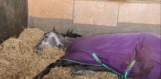 Lord Riddiford takes a 'nap' before winning C2 Betway Handicap at Wolverhampton.
