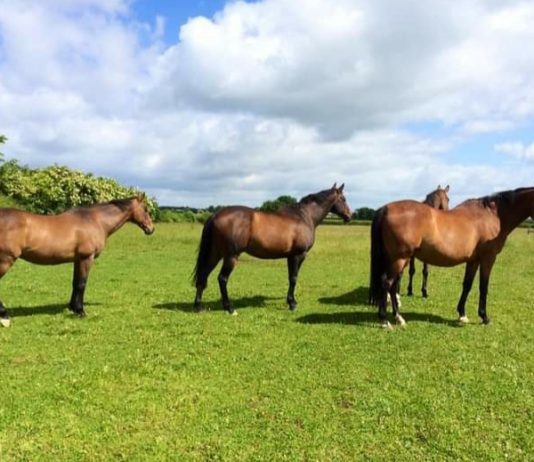 Cheltenham Triumph Hurdle winner Kissair far left, with Arkle winner Tuitchev (far right). Photo: courtesy Nikki Atkinson.