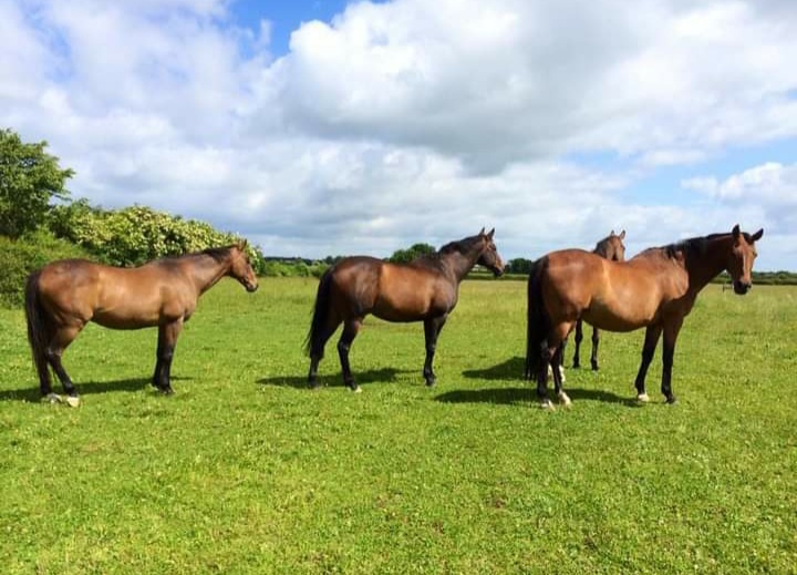 Cheltenham Triumph Hurdle winner Kissair far left, with Arkle winner Tuitchev (far right). Photo: courtesy Nikki Atkinson.