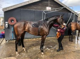 Blazing Port disappointing run at Kelso found post-race scope mud in trachea Blazing Port after his race at Kelso.