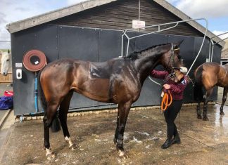 Blazing Port after his race at Kelso.