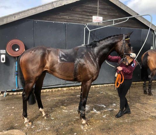 Blazing Port after his race at Kelso.