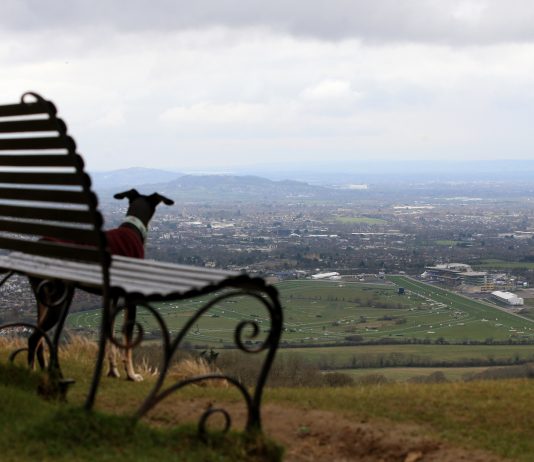 The Festival proved fruitful for fromthehorsesmouth.info punters