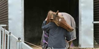 A hug for Definitly Red from trainer Brian Ellison. Photo: Brian Ellison Racing.