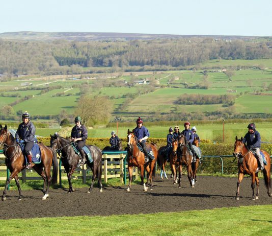A selection of horses trained by Mark Johnston on the gallops