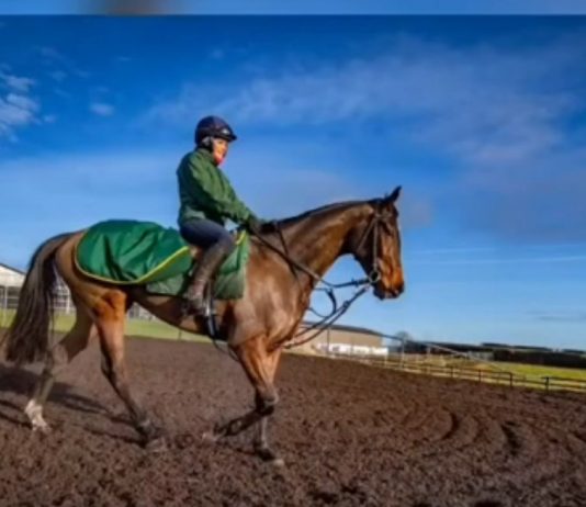 Lady Buttons back in training Lady Buttons back in training