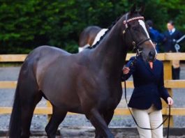 Annabelle and Bertie at the NCPA Pony of the Year at Warren Farm Liverpool.