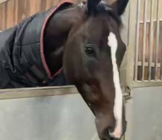 Bamboo Bay formerly trained by Joseph O’Brien joins Phil Kirby at Green Oaks White-striped nosed Bamboo Bay switched to Phil Kirby from Joseph O'Brien.
