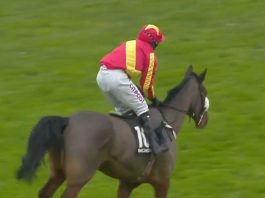 Coole for Cody at Cheltenham Coole Cody, winner of the 2020 Cheltenham Paddy Power Gold