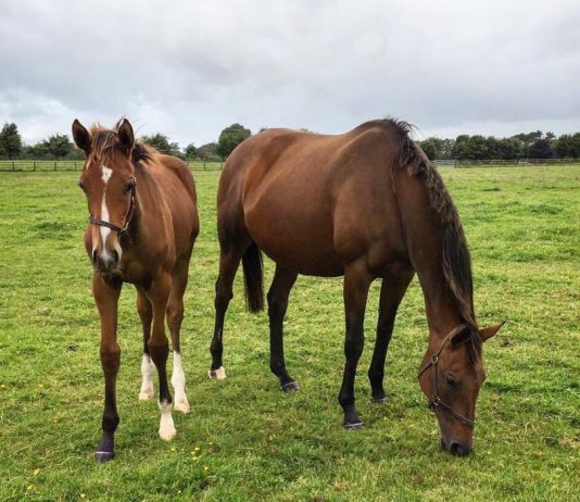 Facile Vega & his mum, Quevega